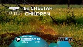 Video thumbnail: WLJT-DT NATURE: The Cheetah Children