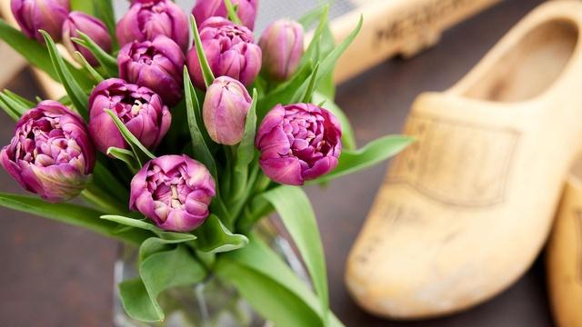 J Schwanke's Life In Bloom | Let's Go Dutch