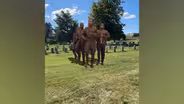 Kentucky Trailblazers