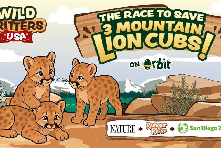 The Race To Save Three Mountain Lion Cubs | Wild Critters USA Poster