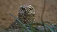 ANIMAL ADAPTATIONS: OWLS