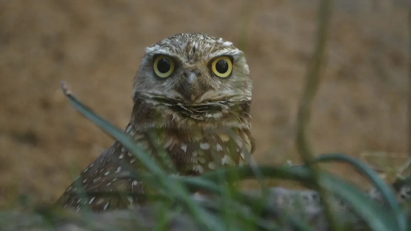 ANIMAL ADAPTATIONS: OWLS