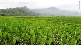 Video thumbnail: Insights on PBS Hawaiʻi Indigenous Agriculture
