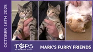 10/16/2025 | Dandy, Notebook and Autumn | Mark's Furry Friends