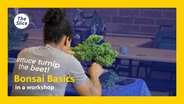 Bonsai Basics
