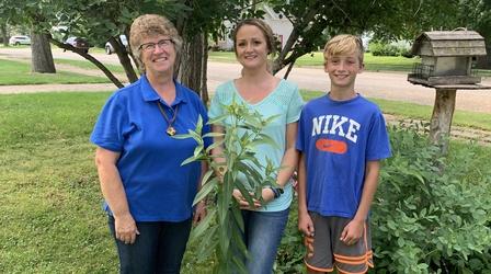 Video thumbnail: Prairie Yard & Garden Growing Monarchs