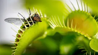 Carnivorous Plants and Citrus