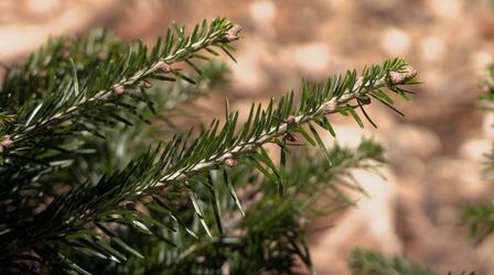 Video thumbnail: Backyard Farmer Suffrutescent Plants & Fir Tree Selection