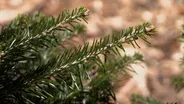 Suffrutescent Plants & Fir Tree Selection