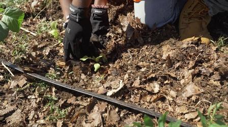 Video thumbnail: Movers & Makers City of Soil: A Look at Philadelphia’s Urban Agriculture