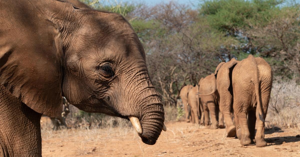 Nature | This Baby Elephant Struggles to Make Friends | Season 44