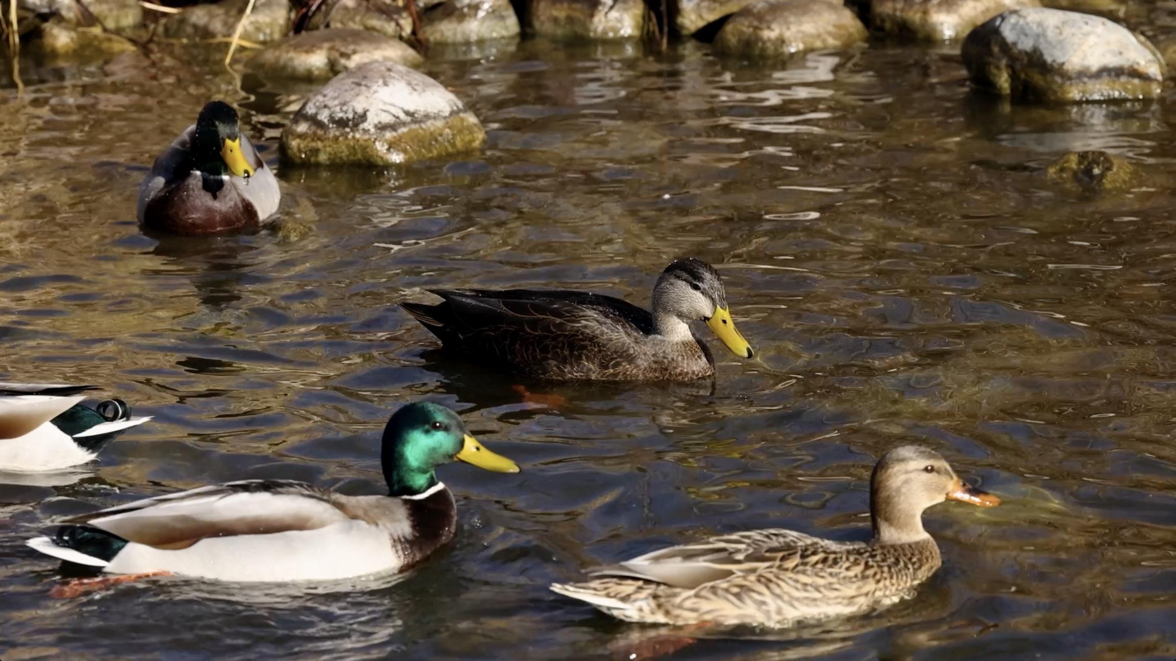 Shakopee’s Memorial Park Mill Pond's waterfowl viewing, and the impacts of powerboats on lakes.