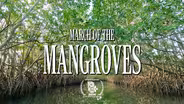 March of the Mangroves