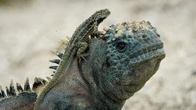 Video thumbnail: Arizona PBS Previews Spy in the Wild : 203