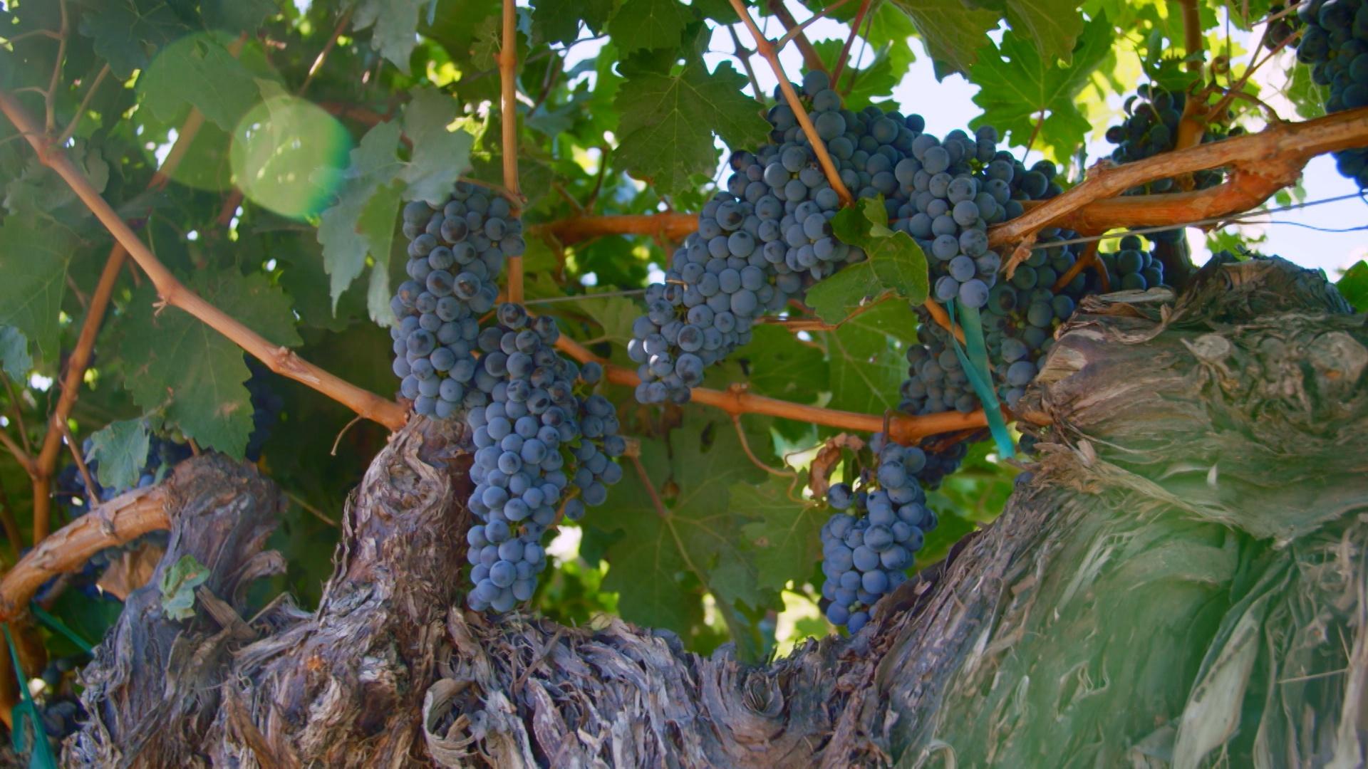 A wine tasting at Gramercy Cellars in Walla Walla. Wine and dine at Latah Bistro in Spokane.