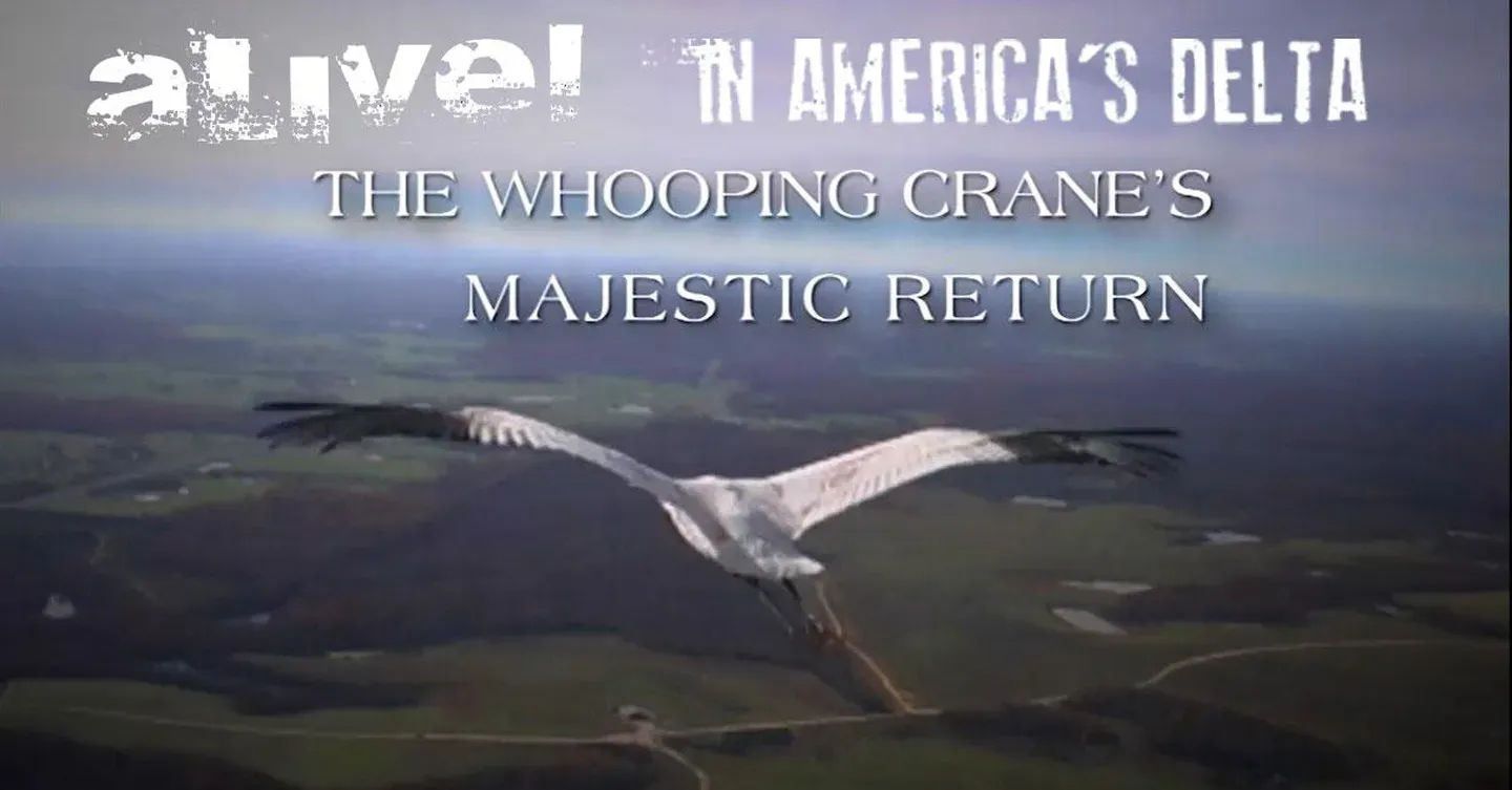 The Whooping Crane's Majestic Return