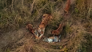Tigers Aren't Supposed to Do This