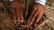 Rebuilding a Forest | WILD HOPE
