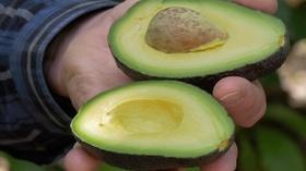 Video thumbnail: Valleys Gold 1: Valley's Gold: Avocado