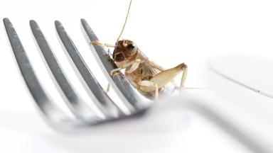 Edible Insects Promo