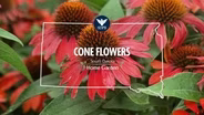South Dakota Home Garden Coneflower