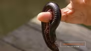 Oklahoma Gardening Episode #4816 (10/16/21)