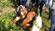 The power of goats