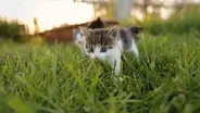 Kittens