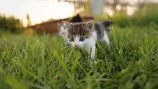 Kittens