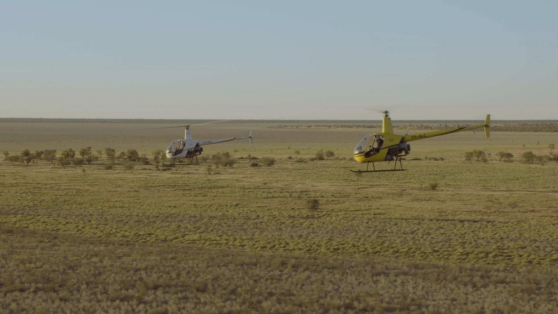 Helicopter Cowboys Wrangle Cattle in Australia