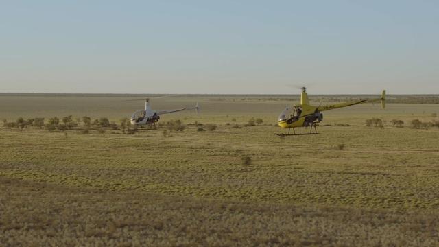 Helicopter Cowboys Wrangle Cattle in Australia