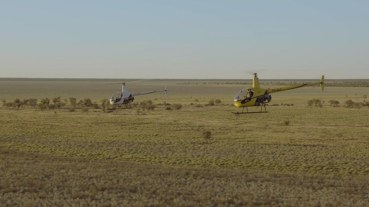 Helicopter Cowboys Wrangle Cattle in Australia | Earth's Natural ...