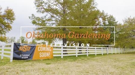 Video thumbnail: Oklahoma Gardening Oklahoma Gardening (November 19, 2022)