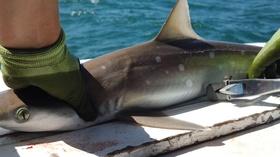 Video thumbnail: SCI NC New tools for shark research