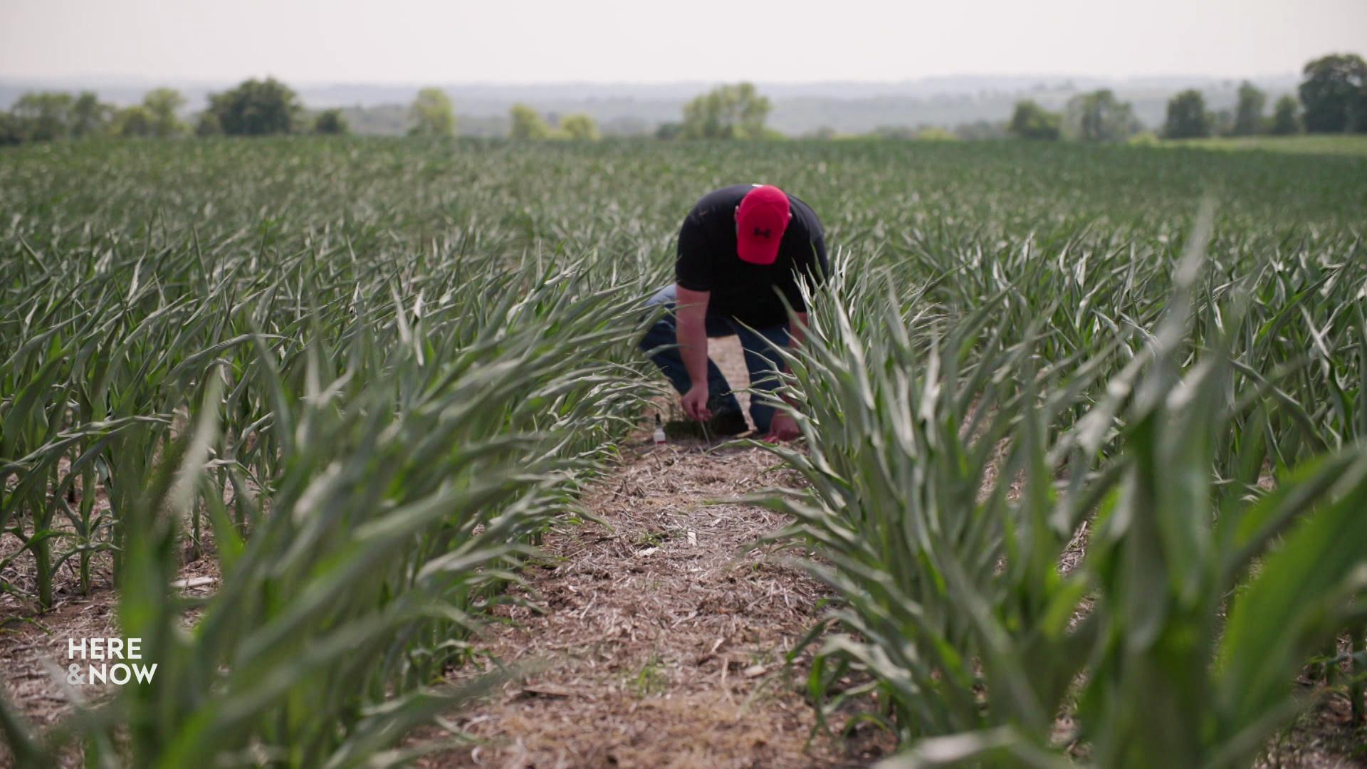 A still image shows a man kneeling down and checking the dirt between rows of green crops in a field.