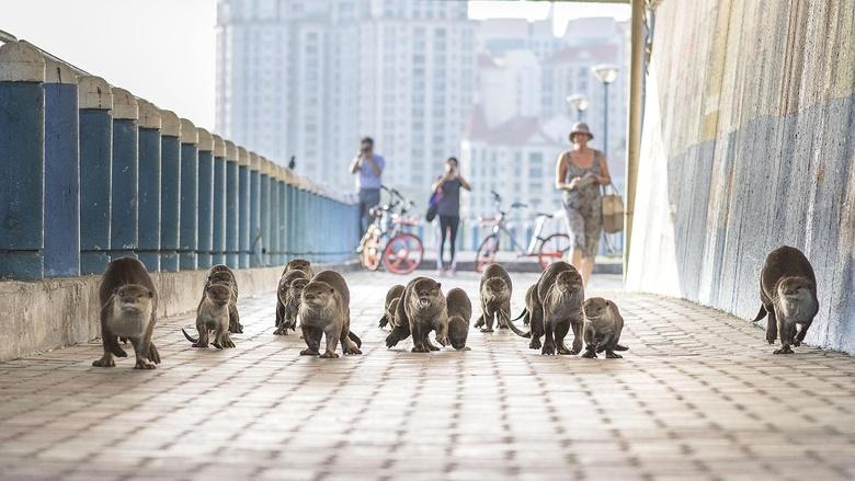 Wild Metropolis Image