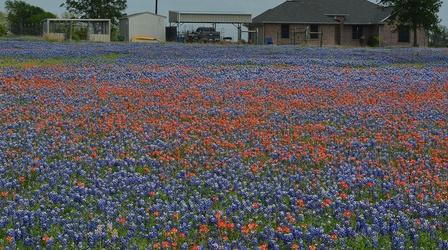 Video thumbnail: Central Texas Gardener Wildflower & Native Grass Seeds