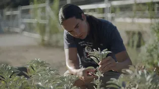 Tending The Wild (Trailer)