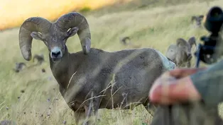 Running With The Herd: The Recovery | A NATURE Short Film