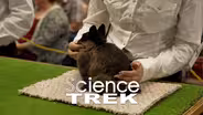 Rabbits: Rabbit Showmanship