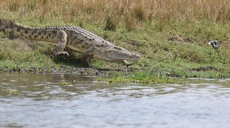 Nesting Crocodiles and Nile Monitor Lizards