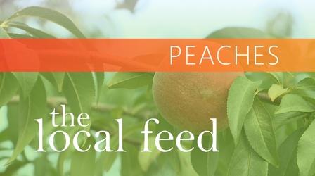 Video thumbnail: The Local Feed Peaches | Love Apple Farm