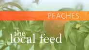 Peaches | Love Apple Farm