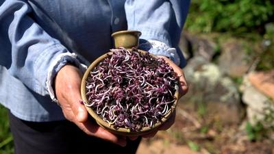 Microgreens - Harvesting Health