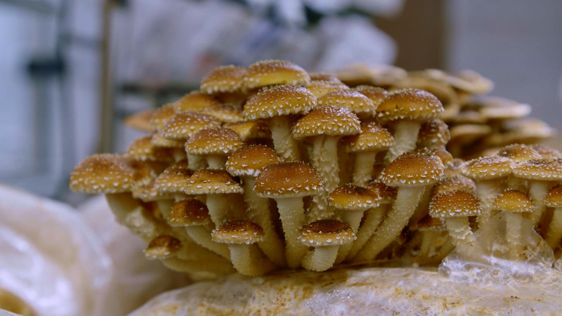 Visit a mushroom farm in downtown Seattle, then make ravioli at Larch in Leavenworth.
