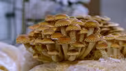 Culinary Mushrooms preview