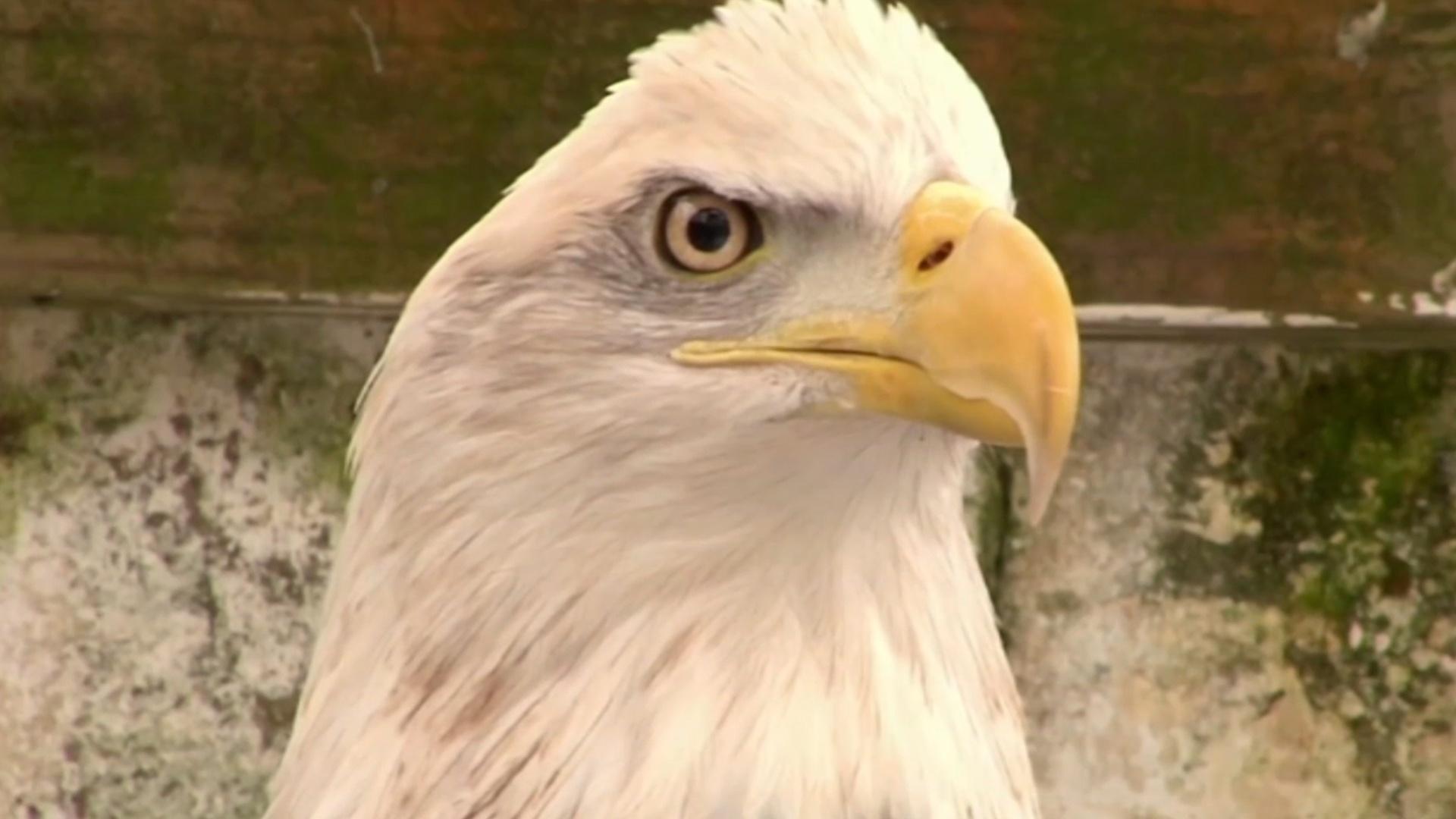 Bordentown, NJ is almost evenly split between Eagles and Giants