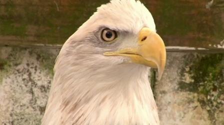 Bald eagle population makes a big comeback in NJ