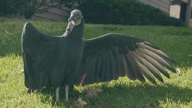 Broken Wings | Meet Adonis, Just Another Crippled Vulture