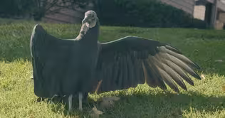 Broken Wings | Meet Adonis, Just Another Crippled Vulture